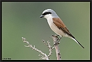 Grauwe Klauwier, Red-backed Shrike, Lanius collurio Location: Lafionas, Greece (Lesbos) grauwe klauwier 7D 9131 kopie